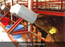 Nurturing Division
